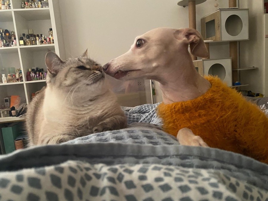 One of Halyna’s friendly cats nose to nose with a guest dog at home