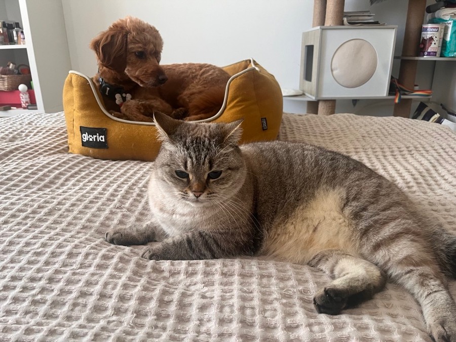 Halyna’s cat relaxing on the bed next to a guest dog in its own bed