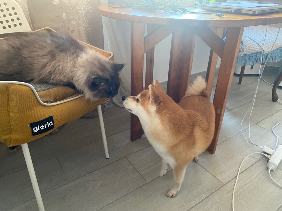 Halyna’s fluffy cat meeting a guest Shiba Inu at home