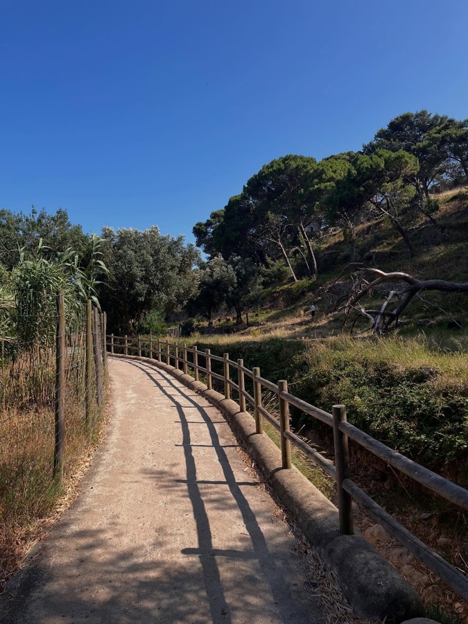 Dog walking on a green trail in Cascais